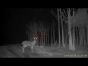 Pard NV008 Deer/Hare footage.